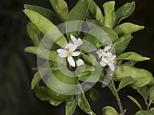 Key Lime Tree photo