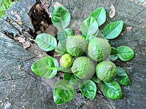 Key lime fruits