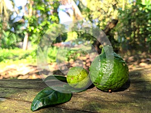 Key lime fruits and leaves