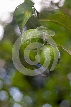 Key Lime Tree