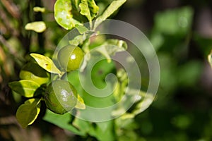 Key Lime Tree