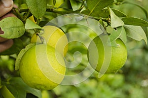 Key Limes Mature And Ripe Viewed Close
