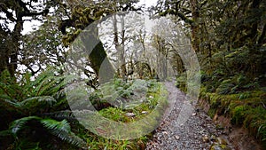 Key Summit track at Milford Sound, New Zealand