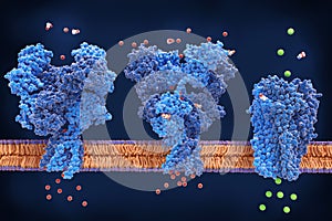 Key synapse brain: the NMDA, AMPA & GABA receptors