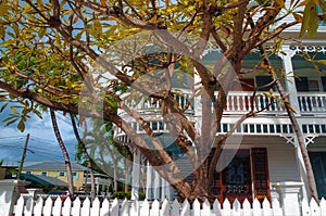 Key West Architecture and Tropical Trees