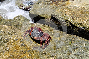 Key West crab