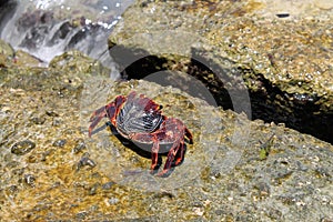 Key West crab