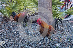 Key West Feral Chickens