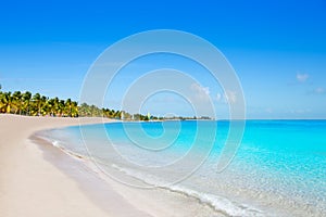 Key west florida Smathers beach palm trees US