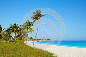 Key west florida Smathers beach palm trees US