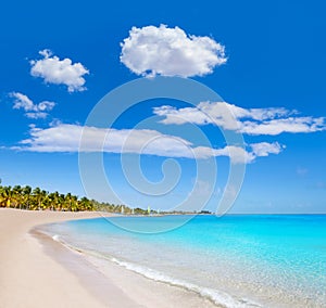 Key west florida Smathers beach palm trees US photo