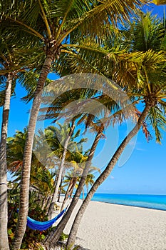 Key west florida Smathers beach palm trees US photo