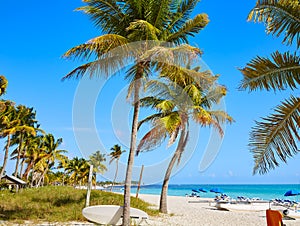 Key west florida Smathers beach palm trees US photo