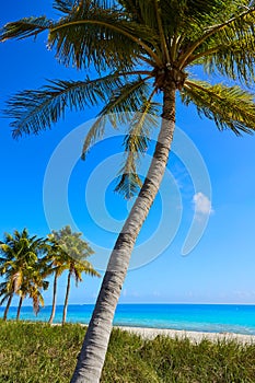 Key west florida Smathers beach palm trees US photo