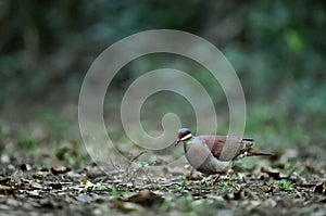 Key West Quail-dove (Geotrygon chrysia) adult