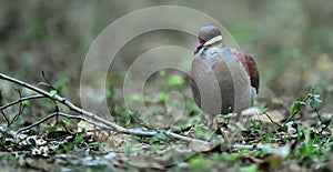 Key West Quail-dove (Geotrygon chrysia) adult