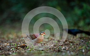 Key West Quail-dove (Geotrygon chrysia) adult, standing on forest floor