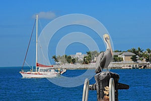 Key west's Pelican