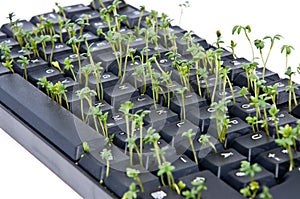 Keyboard with garden cress