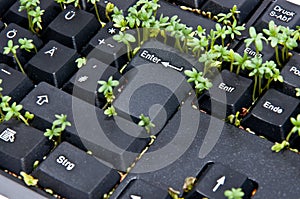 Keyboard with garden cress