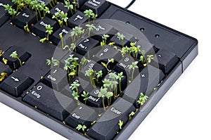 Keyboard with garden cress