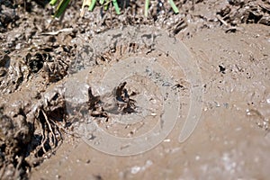 Keyboard in the Mud Texture photo
