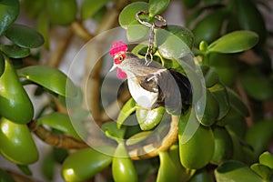 Keychain rooster on branches of house plants - money tree