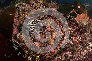 A keyhole limpet