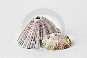 Keyhole limpet sea shells on white background