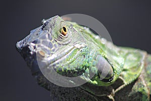 The Keys, a1a, Key west Iguana lizard gecko