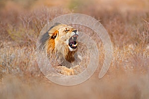 Kgalagadi black mane lion with open muzzle with tooth. Portrait of pair of African lions, Panthera leo, detail of big animals,