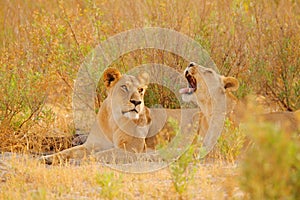 Kgalagadi female lion with open muzzle with tooth. Portrait of pair of African lions, Panthera leo, detail of big animals,