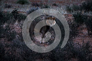 Kgalagadi lion in dark morning, Botswana. Lion with black mane, big animal in the habitat. Face portrait of African dangerous cat