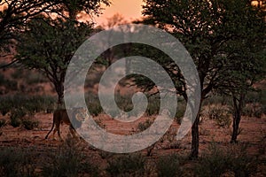 Kgalagadi lion in dark morning, Botswana. Lion with black mane, big animal in the habitat. Face portrait of African dangerous cat