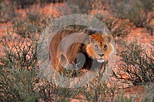 Kgalagadi lion in dark morning, Botswana. Lion with black mane, big animal in the habitat. Face portrait of African dangerous cat