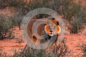 Kgalagadi lion in dark morning, Botswana. Lion with black mane, big animal in the habitat. Face portrait of African dangerous cat