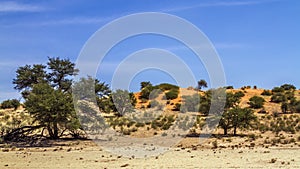 Kgalagadi transfrontier park, South Africa