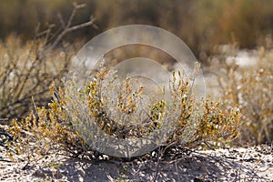 Kgalagadi transfrontier park, South Africa