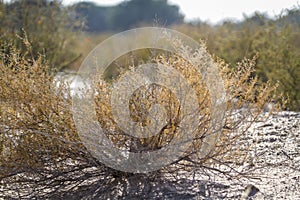 Kgalagadi transfrontier park, South Africa