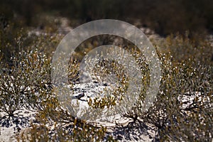 Kgalagadi transfrontier park, South Africa