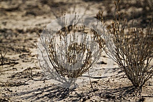 Kgalagadi transfrontier park, South Africa