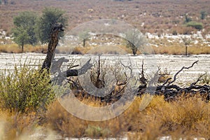 Kgalagadi transfrontier park, South Africa