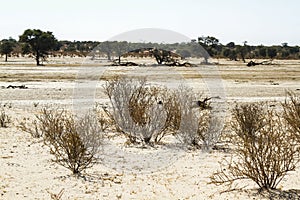 Kgalagadi transfrontier park, South Africa