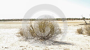 Kgalagadi transfrontier park, South Africa