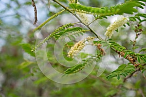 Khair or Senegalia catechu Tree with flowers Growing in the Forest of Central India Madhya Pradesh photo