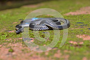 Khaire`s black shieldtail, Melanophidium khairei, Amboli Maharashtra, India. Endemic to India.