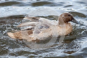 Khaki Campbell Duck Swimming