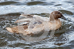 Khaki Campbell Duck Swimming photo