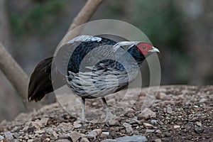 Khaleej Pheasant Lophura leucomelanos Bird in Sattal