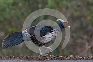 Khaleej Pheasant Lophura leucomelanos Bird in Sattal